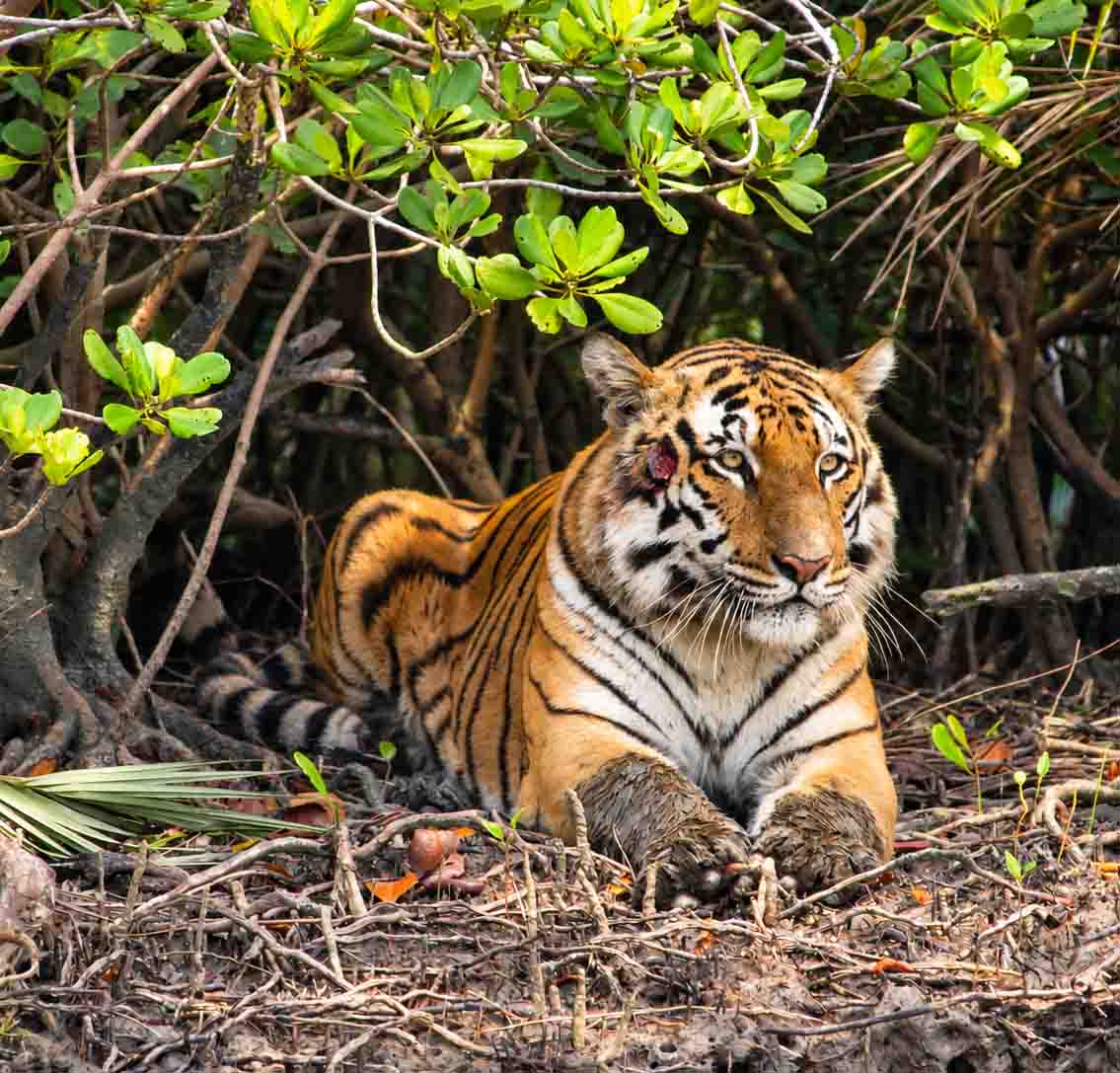 A close-up view of a majestic Royal Bengal Tiger resting in dense green foliage under dappled sunlight, looking back over its shoulder through forest branches in the Sundarbans. 