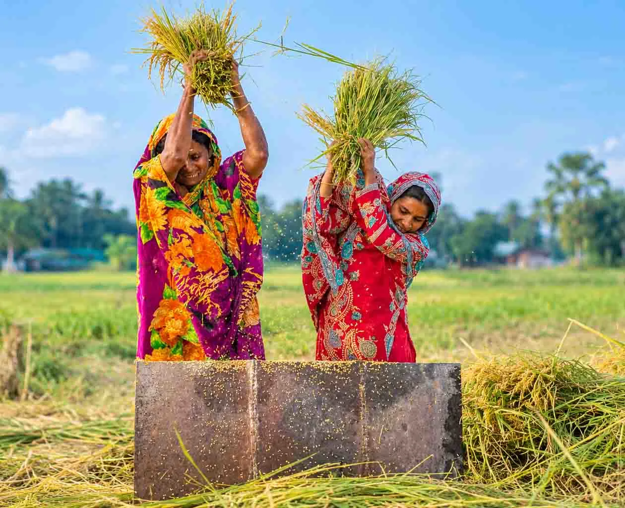 Two Bangladeshi rural women threshing harvested rice in a paddy field while wearing colorful traditional saris.