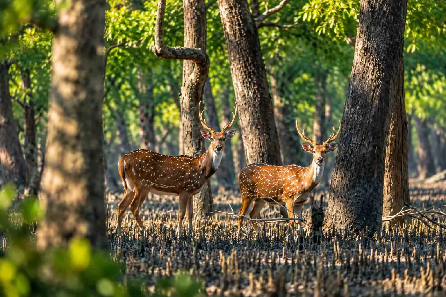 Spotted deer standing among trees in the Sundarbans Mangrove Forest, Bangladesh