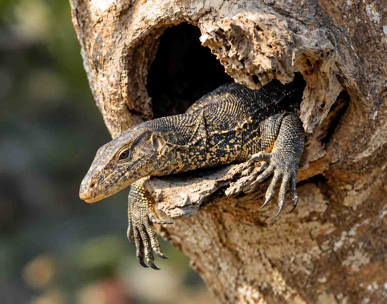 A detailed close-up shot of a dark, yellow-spotted Asian water monitor lizard with sharp claws peering out from a hollow tree cavity in the Sundarbans mangrove forest. 