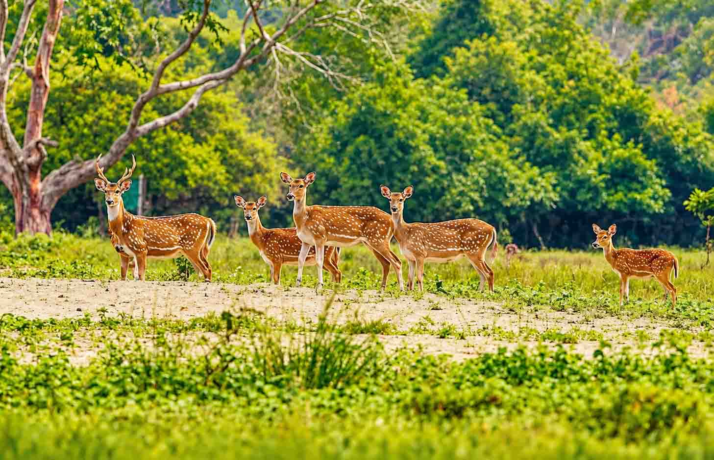 A wide shot of a herd of spotted deer with white spots standing on a sandy patch surrounded by bright green grass and dense tropical forest trees in the Sundarbans. 