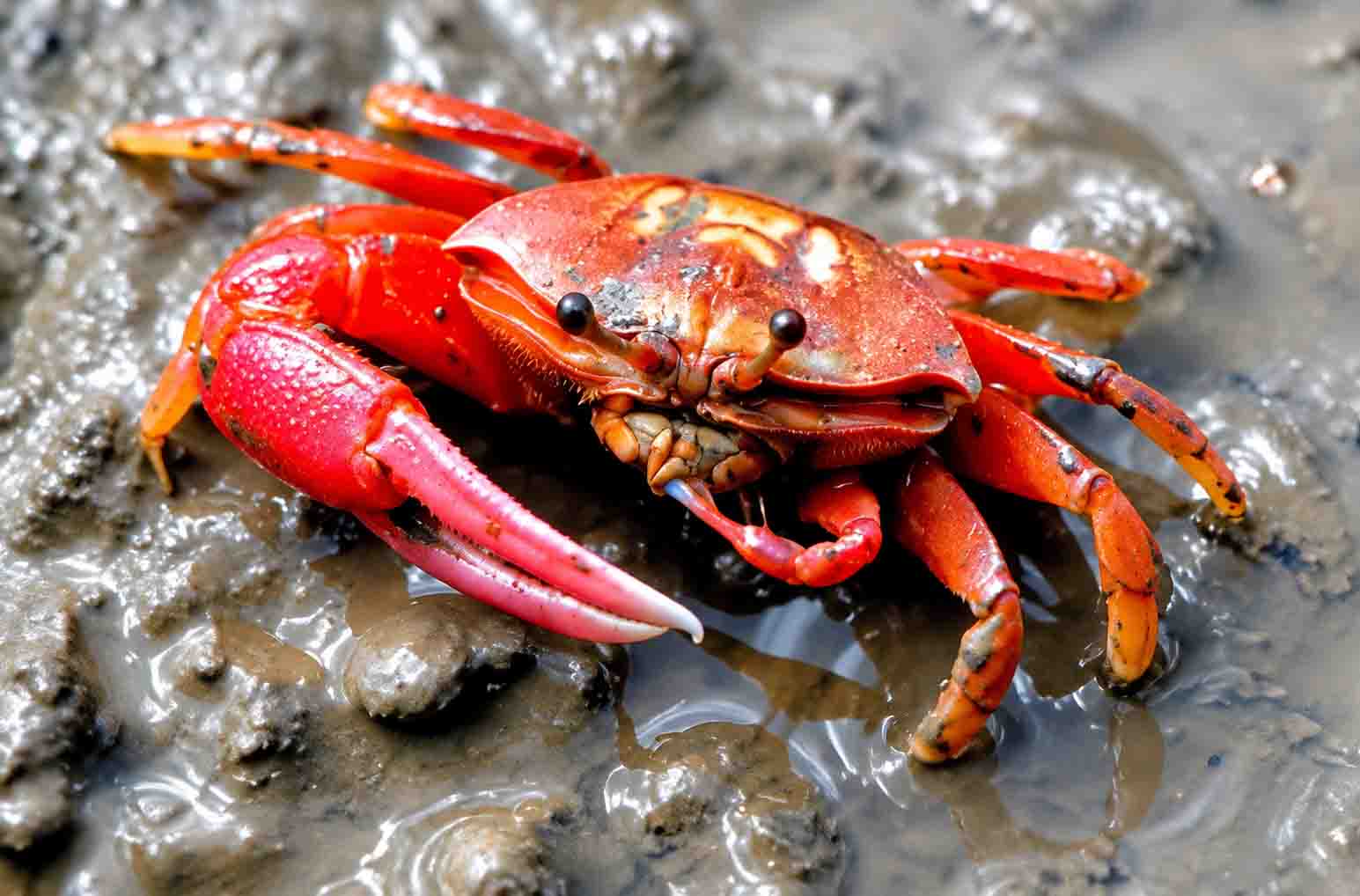 A macro close-up shot of a vibrant bright red fiddler crab with a large claw resting on the wet, glistening mudflats of the Sundarbans mangrove forest. 